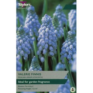 Taylors Muscari Valerie Finnis