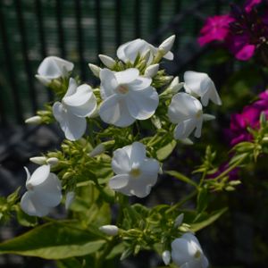 Phlox paniculata 'David' 2L