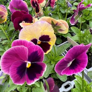 Pansy F1 Coastal Sunrise Mixed Multi-Pack