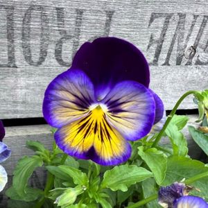 Pansy F1 Midnight Glow Multi-Pack