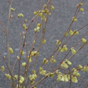 Corylopsis pauciflora (AGM) 5L