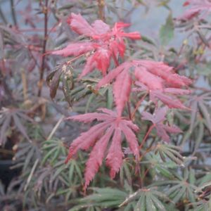 Acer palmatum 'Trompenburg' (AGM) 45L