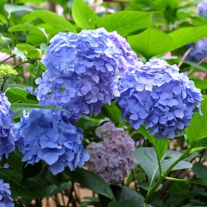 Hydrangea (Mophead Blue) 5L