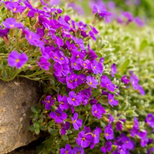 Aubrieta 'Blue Cascade' (9cm Pot)