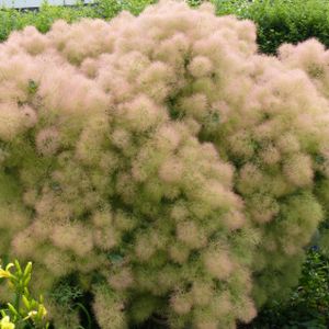 Cotinus coggygria 'Young Lady' 10L