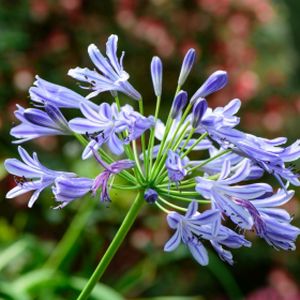 Agapanthus Headbourne Hybrids 2L