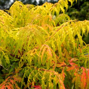 Rhus typhina 'Tiger Eyes' (syn. R. 'Bailtiger') 3L