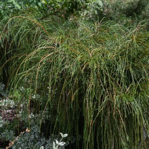 Thuja plicata 'Whipcord' 1L