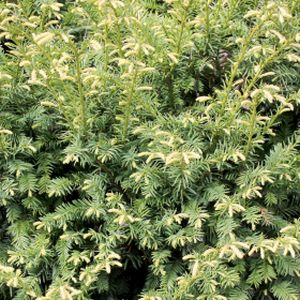 Taxus baccata 'Elegantissima' 7L