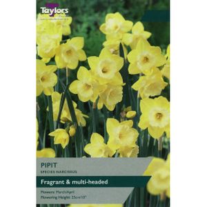 Taylors Narcissi  Pipit