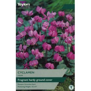 Taylors  Cyclamen Coum