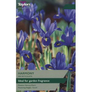 Taylors  Iris Dwarf Harmony