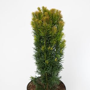 Taxus baccata 'Fastigiata Robusta' 3L