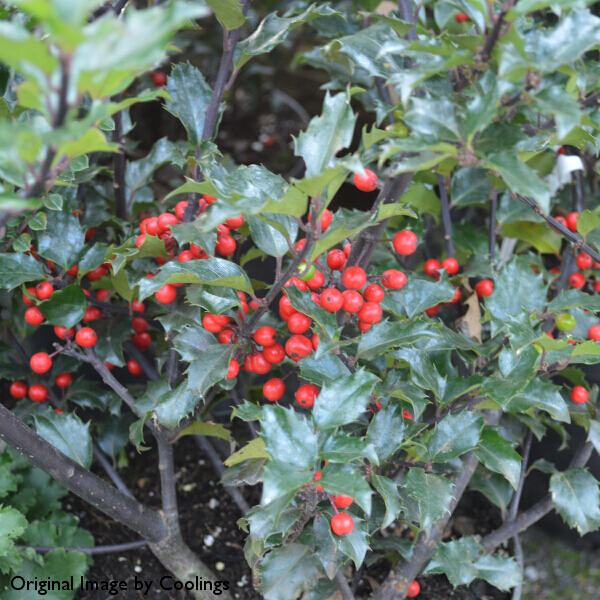 Ilex X Meserveae Blue Princess 3l Coolings Garden Centre