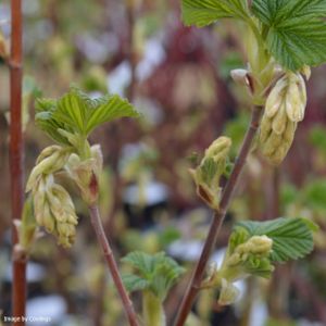 Ribes sanguineum 'Elkington's White' 3L