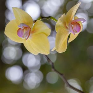 Orchid Phalaenopsis Yellow (12cm Pot) (2 Spk)