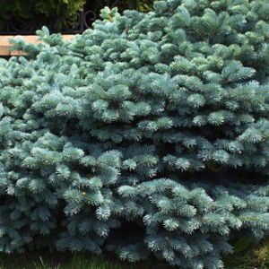 Picea pungens 'Globosa' (AGM) 15L Standard 127cm