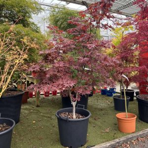 Acer palmatum 'Bloodgood' (AGM) 35L