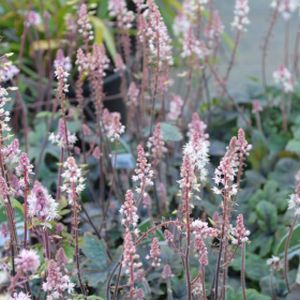 Tiarella 'Pink Skyrocket' 1L