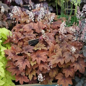 Heucherella 'Sweet Tea' 1L