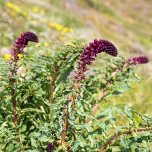 Lysimachia atropurpurea 'Beaujoulais' 2L