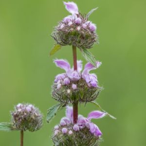 Phlomis tuberosa 'Bronze Flamingo' 2L