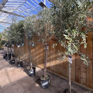 Olive Olea europaea (Stem) 30L