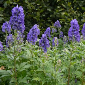 Aconitum carmichaelii 'Arendsii' (AGM) 2L