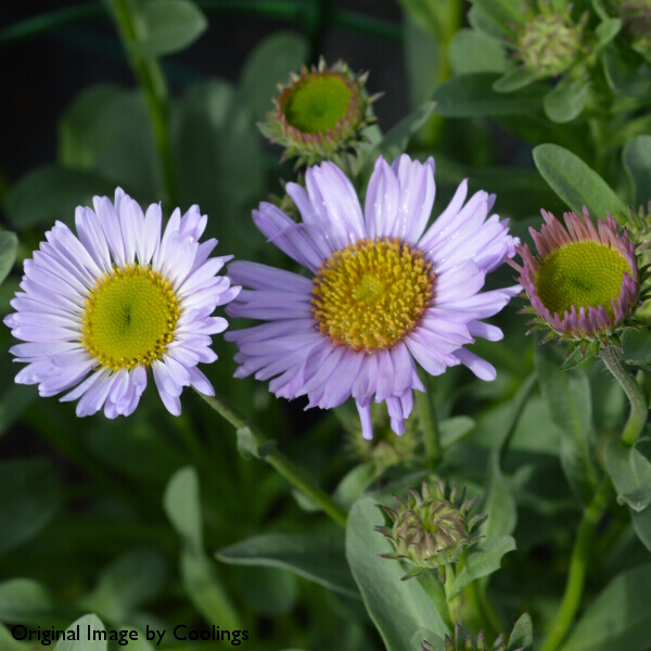 Erigeron 'Wayne Roderick' 2L - Coolings Garden Centre