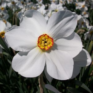 Taylors Narcissi Actaea 20kg