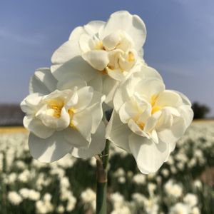 Taylors Narcissi Cheerfulness White 20kg