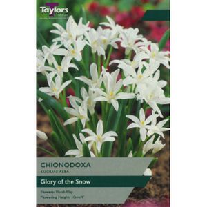 Taylors Chionodoxa Luciliae Alba