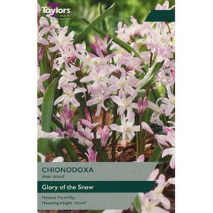 Taylors Chionodoxa Pink Giant