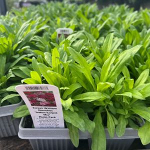 Sweet William Dianthus 'Indian Carpet Mix' Multi-Pack