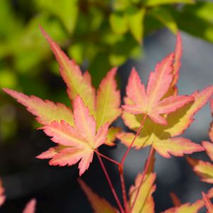 Acer palmatum 'Sango-kaku' (syn. 'Senkaki') 50L