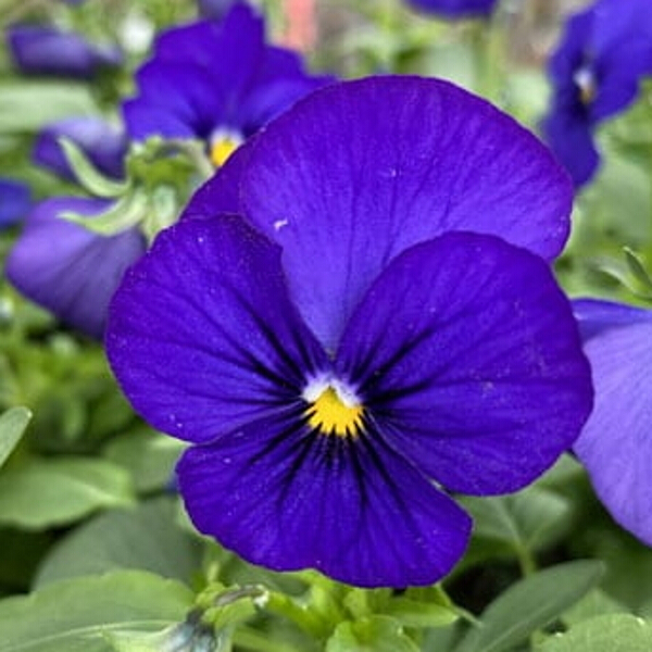 Viola Blue Blotch Multi Pack Coolings Garden Centre