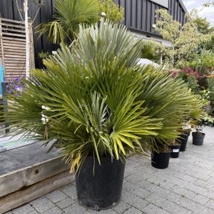 Chamaerops humilis (AGM) 35L