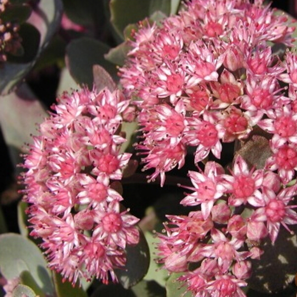 Sedum 'Vera Jameson' (AGM) 3L - Coolings Garden Centre