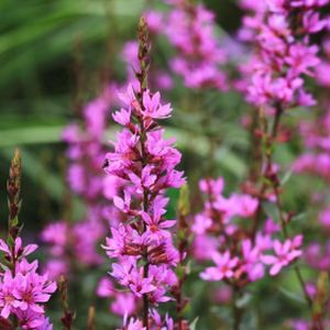 Lythrum virgatum 'Dropmore Purple' 2L