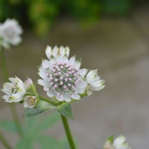 Astrantia major 'Star of Billion' 2L