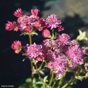 Astrantia major 'Star of Beauty' 2L