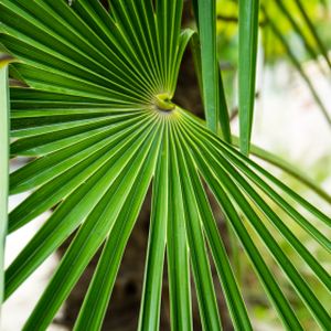 Trachycarpus fortunei (AGM) 60L