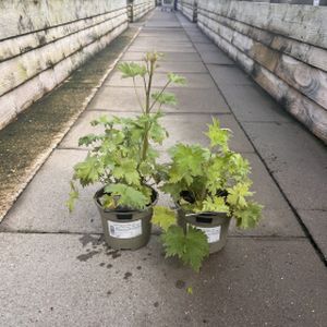 Delphinium 'Magic Fountains Dark Blue White Bee' 3L