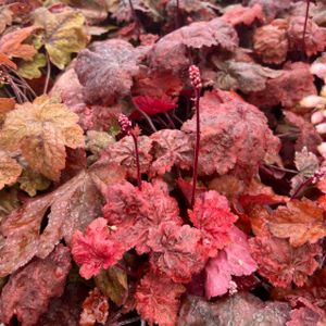 Heuchera 'Autumn Leaves' 1L