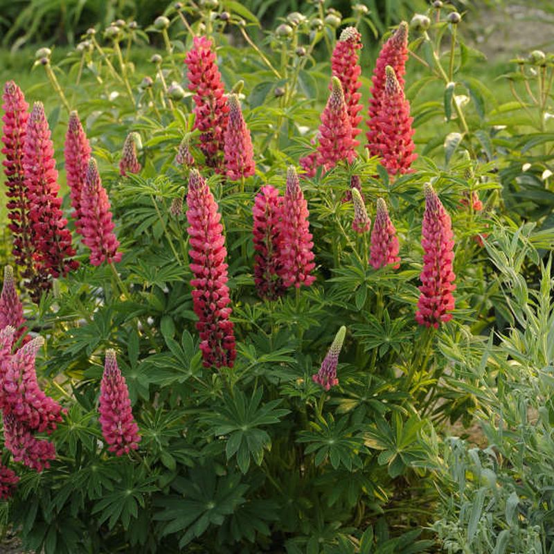 Lupinus 'My Castle' 3L - Coolings Garden Centre