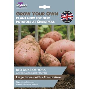 Taylors Potato Red Duke Of York