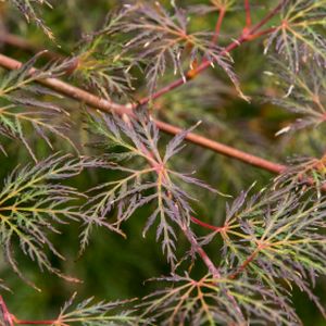 Acer palmatum var. dissectum 'Emerald Lace' 15L