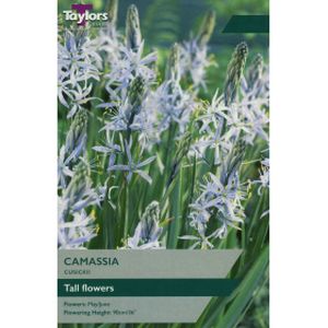 Taylors Camassia Cusikii