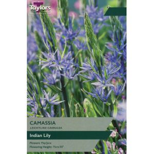 Taylors Camassia Leichtlinii Caerulea