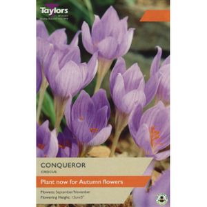 Taylors Crocus Conquerer